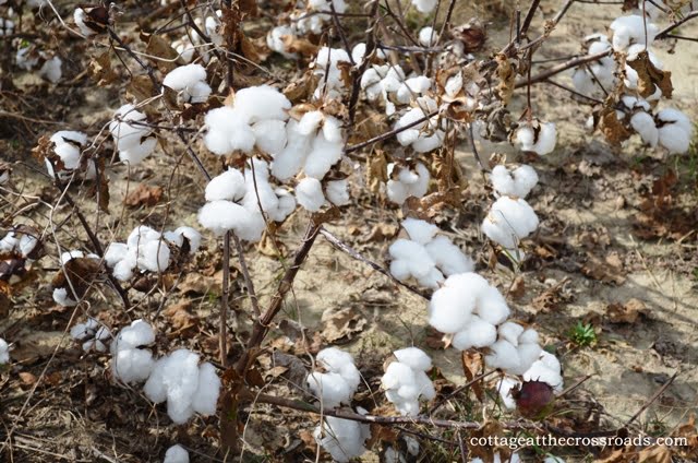 Defoliated cotton plants