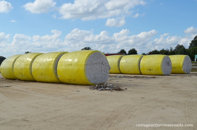 Round bales of cotton