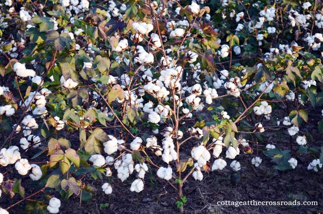 Cotton plants