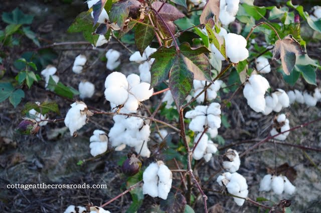 Pick a Plant Day – Our Cotton Plant