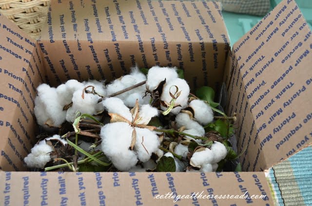 Box of cotton