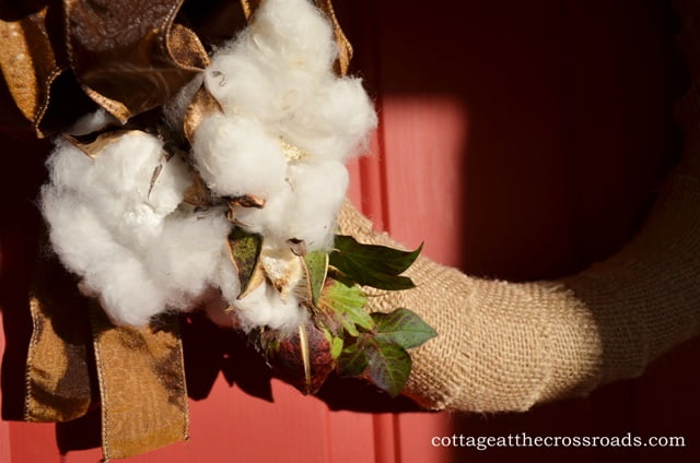 Opened bolls of cotton