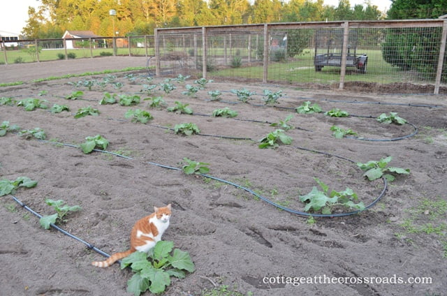 Collards