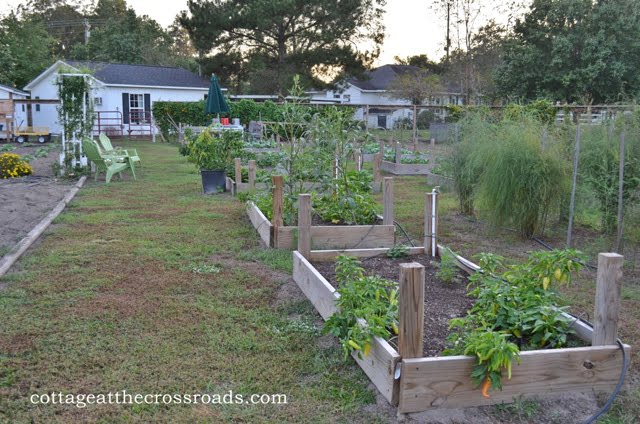 Raised beds