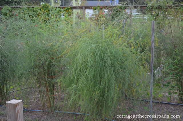 Asparagus bed