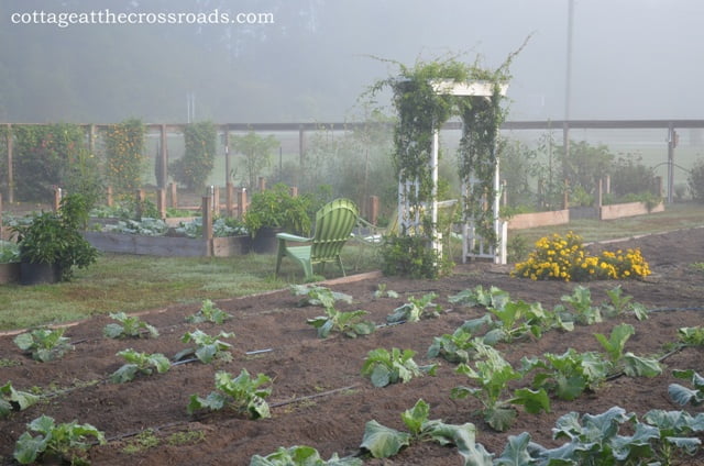 Fall garden in the morning