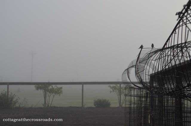 Tomato cages