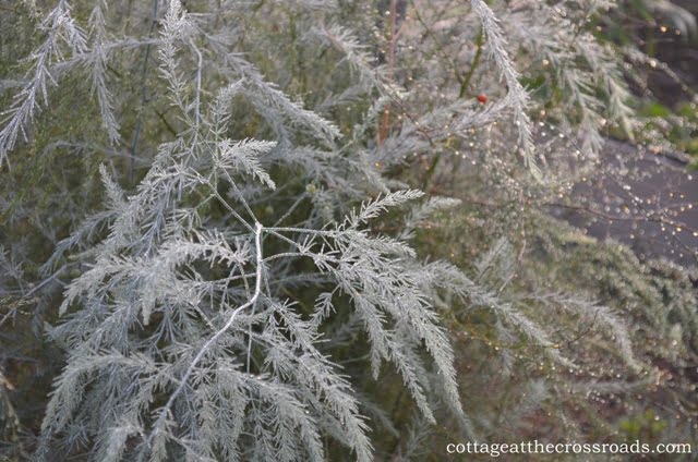 Dew on asparagus