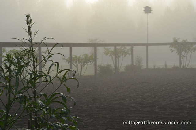 Foggy morning in the garden