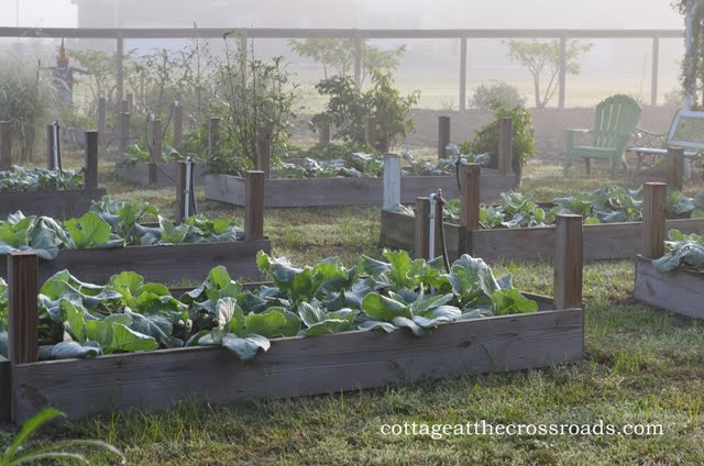 Raised beds