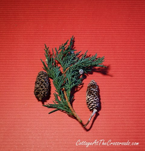 Miniature pine cones and preserved juniper