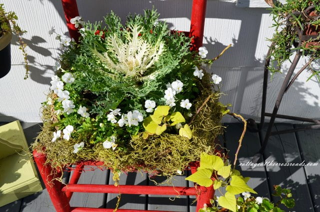 Lacy kale and white violas