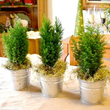 Christmas 2012 cypress trees