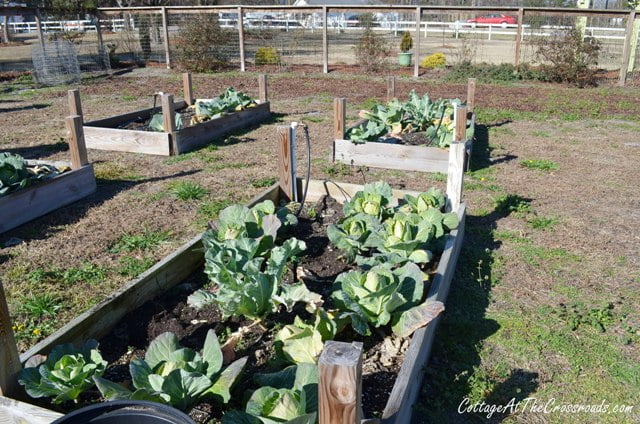 Cabbage grown in raised beds