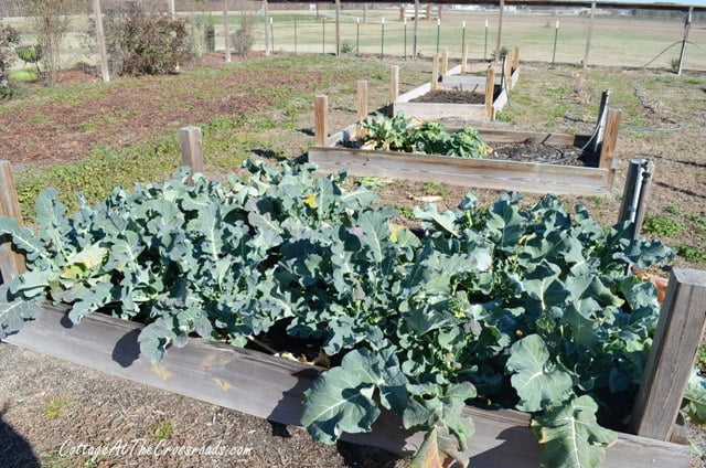 Broccoli grown in raised beds