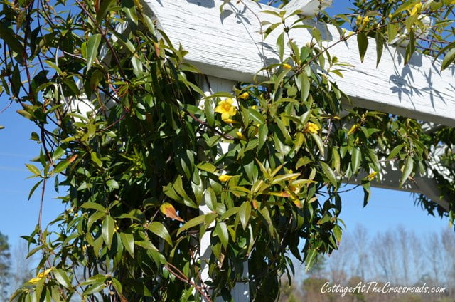 Yellow jessamine growing on the garden arbor