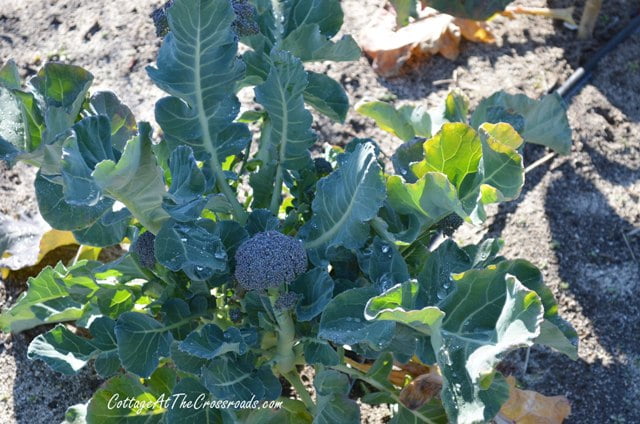 Broccoli growing in the garden