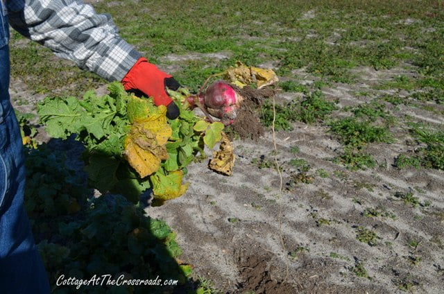 Overgrown radishes