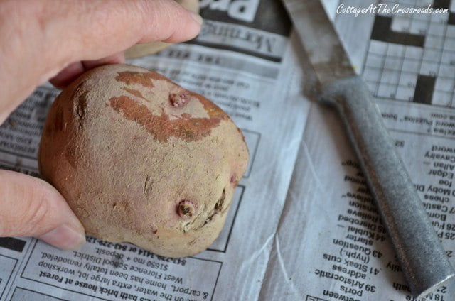 Planting potatoes