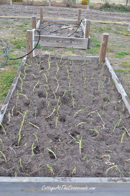 Onions growing in a raised bed