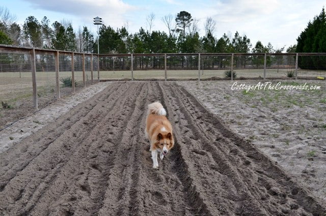 Planting potatoes