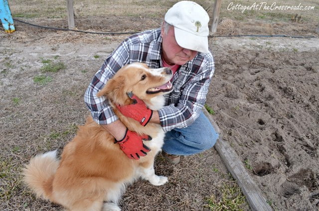 Planting potatoes and peas