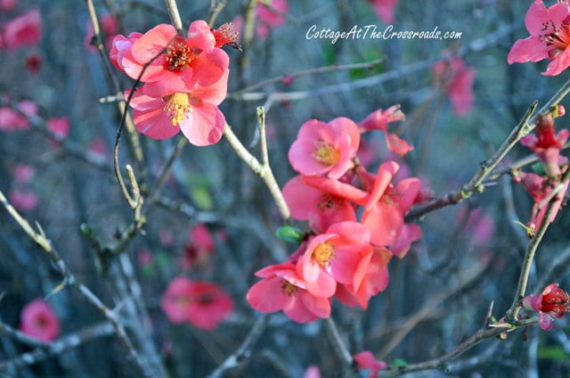 Blooming quince