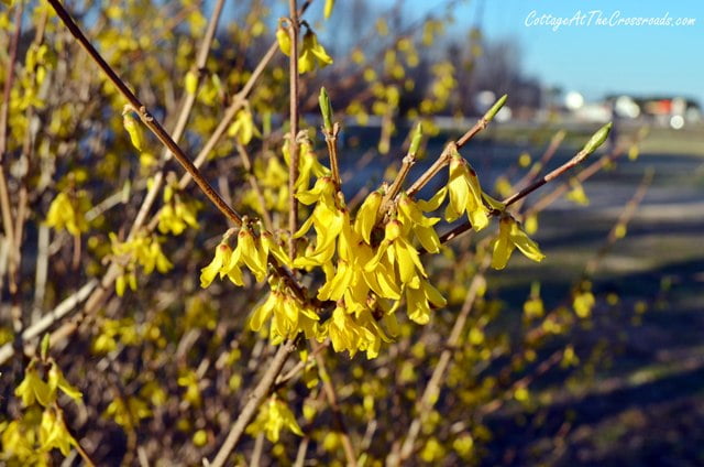 Blooming forsythia