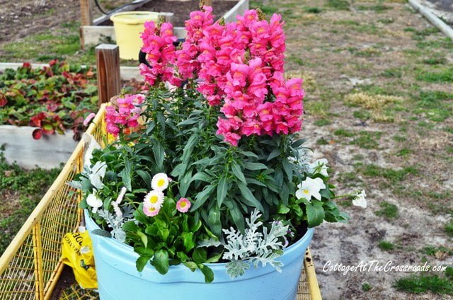 Spring flowers in painted pot