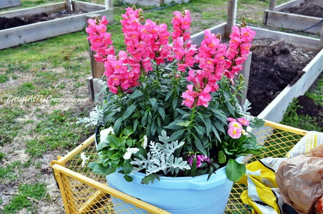 Spring flowers in painted pot