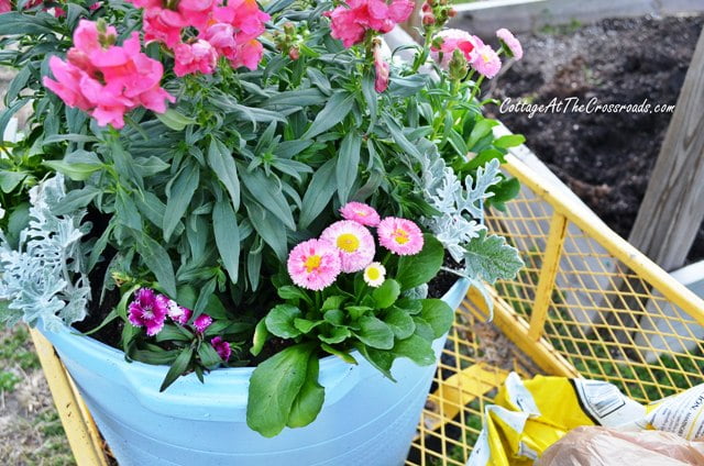 Spring flowers in painted pot