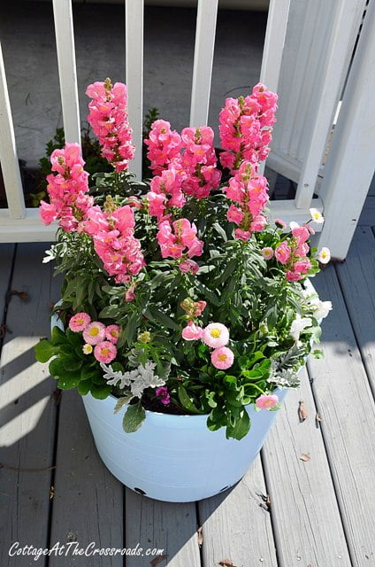 Spring flowers in painted pot
