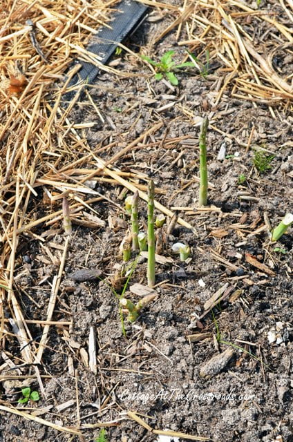 Asparagus growing in the garden