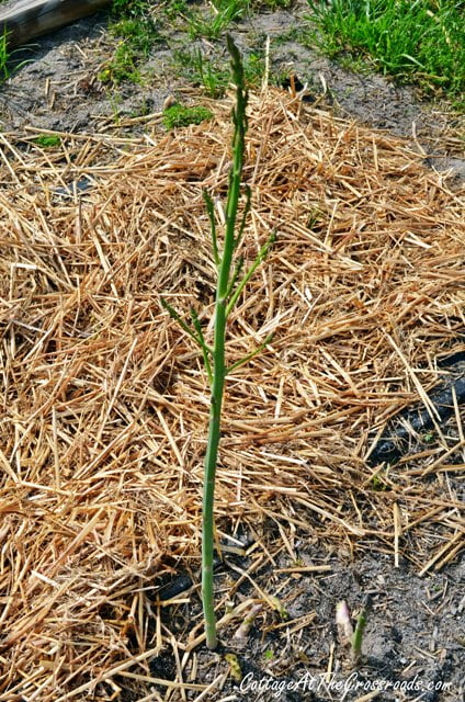 Asparagus growing in the garden