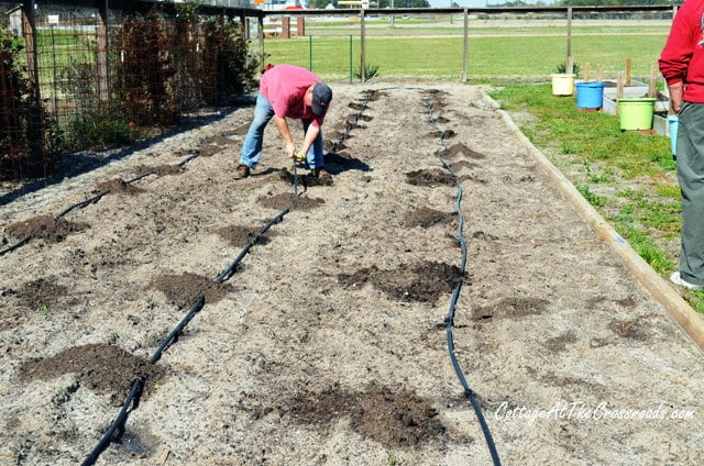 How to plant tomatoes