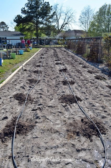 How to plant tomatoes