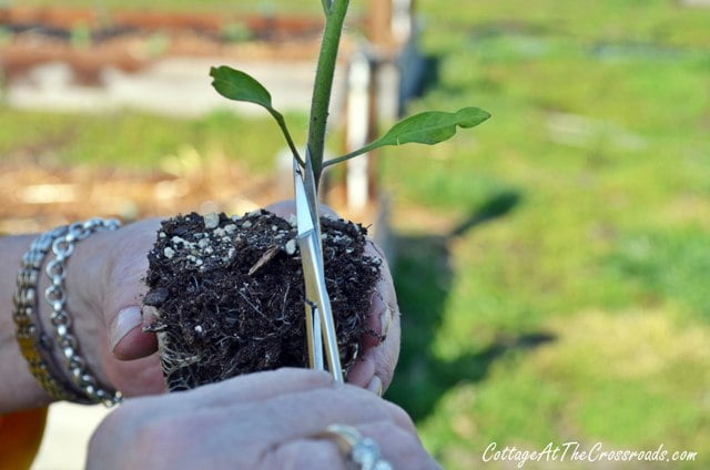 How to plant tomatoes