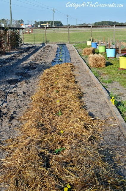 How to plant tomatoes