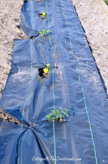 Our Tomato Planting Tips - Cottage at the Crossroads