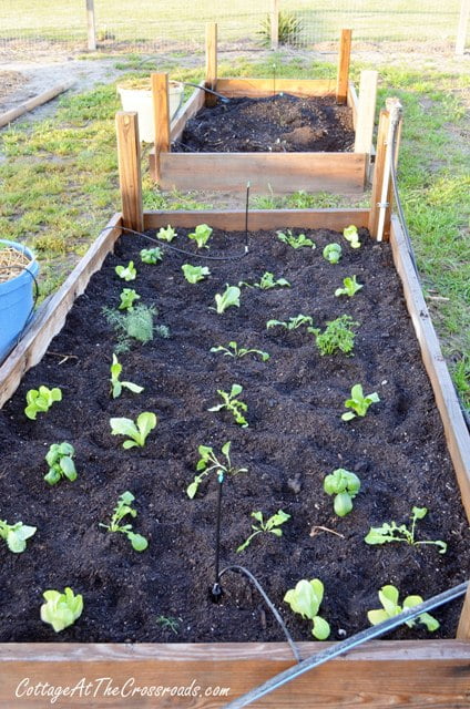 Lettuces and herbs in a raised bed