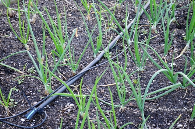 Spring onions in a raised bed