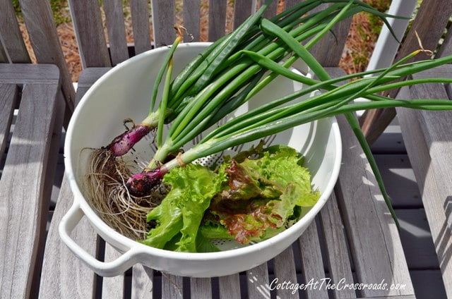 Spring onions and lettuce grown in our garden