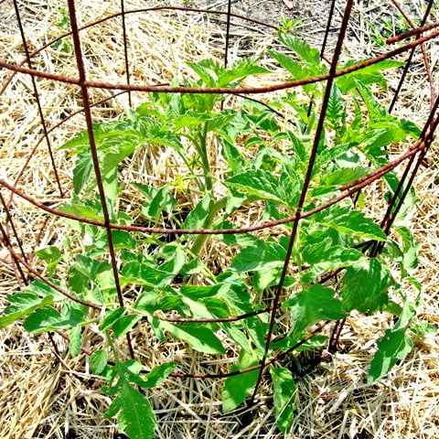 Our Tomato Planting Tips - Cottage at the Crossroads