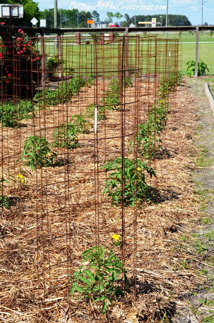 Diy tomato cages