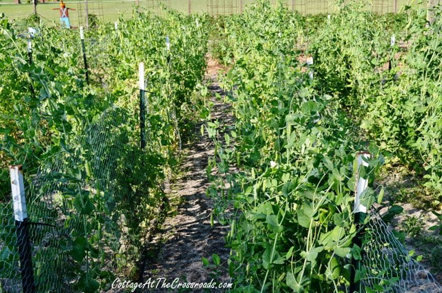 Vegetable garden