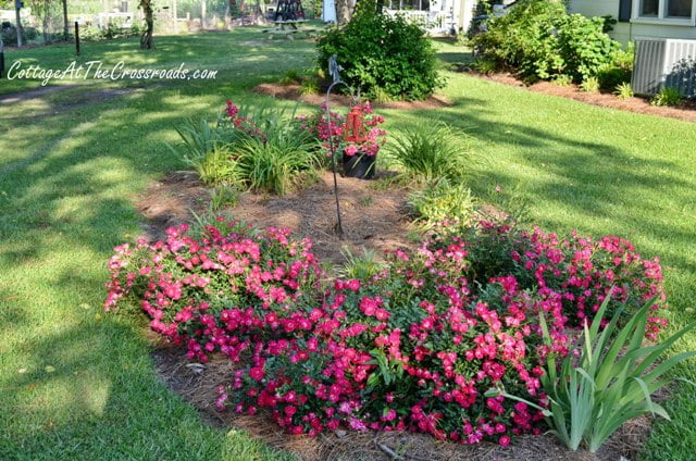 Creating a Drift Roses Bed - Cottage at the Crossroads