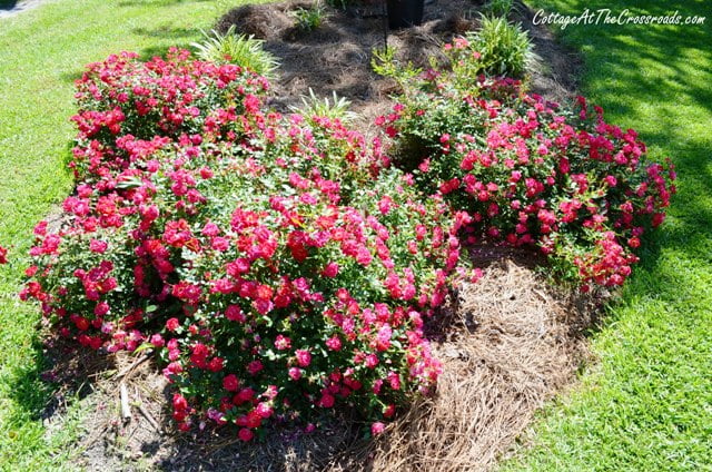 Creating a Drift Roses Bed - Cottage at the Crossroads