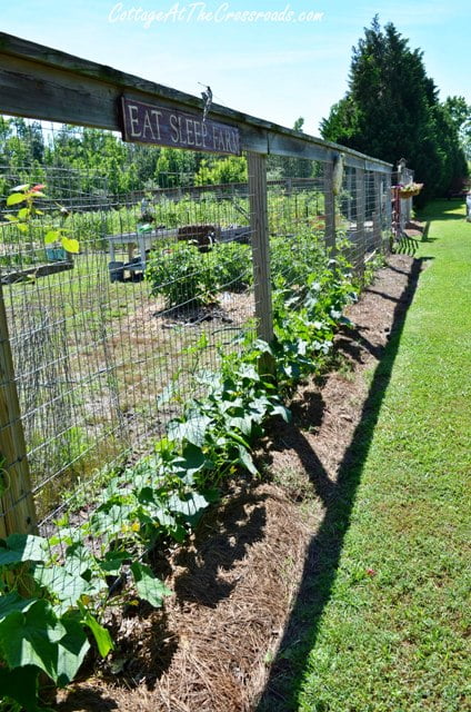 Vegetable garden