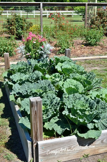 Vegetable garden