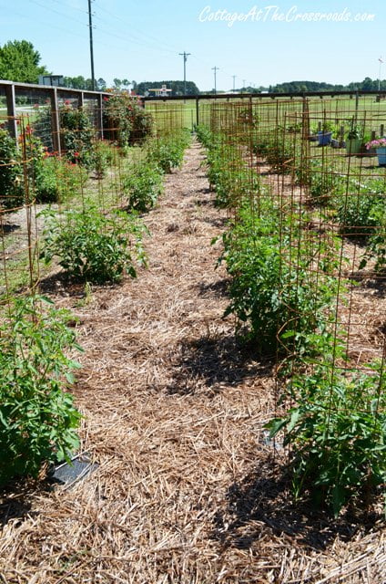 Vegetable garden